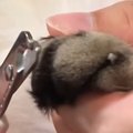 ひざの上で『爪切り』をしてもらう猫…想像以上に大人しすぎる『驚きの…