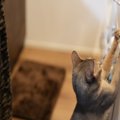猫と暮らす家におすすめな『壁』の特徴4選　爪とぎや汚れ防止に役立つ選び…