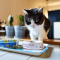 高齢の猫が『ご飯を食べない』ときの原因3つ　異常があるサイン？取る…
