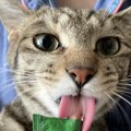 猫の食生活で知っておきたい『豆知識』5選