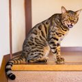 愛猫があなたに一生懸命『話しかけてくる』ときの心理3選　鳴き続ける…