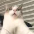 「羽ばたいていったｗｗ」猫におもちゃの羽をつけたら、次の瞬間…まさかの…