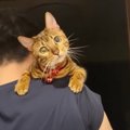 新しい部屋の散策中に強制送還させられて激おこの猫　それでも天使な…