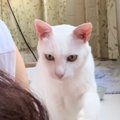 カメラをONにしたまま寝落ちしたママ→起きて確認したら、『ネコ』が……