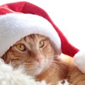 猫に贈るクリスマスプレゼント！おすすめ7選