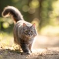 猫の『歩き方』にまつわる4つの知識　静かに歩ける理由や体のしくみな…