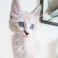 おうちに迎えた頃は『白かった子猫』が、現在…まさかまさかの『大変身…