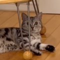 パパとママが順番に『ごはん食べる？』と猫に声をかけたら…あからさま…