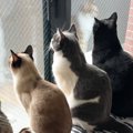 窓辺にきれいに並ぶ8匹の猫たち→『視線の先』には……可愛すぎる『圧巻…