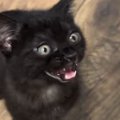 ごはんが食べたい子猫→『お腹空いたアピール』を始めると、あまりにも…