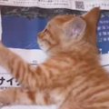 『ひき逃げ』に遭いひどい怪我をしていた子猫→治療とリハビリを続けた結果…