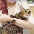 シャンプー頑張る！水嫌いが悪化した猫ちゃん…