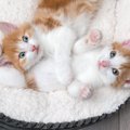 猫の性格は人や犬とは違う？猫の性格形成に影響を与える因子や主な性…