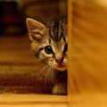 猫がインターホンを怖がる3つの理由