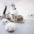 季節の変わり目に注意！猫の体に起こりやすい5つの不調と予防策