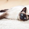 まるで宝石みたい！「青い瞳の猫種」4選　性格や特徴は？青い目の猫は…