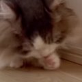 初対面では弟猫に威嚇していた兄猫…翌日に見せた『まさかの行動』に爆笑の…