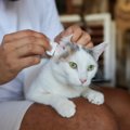 猫の耳掃除の上手なやり方！必要性やチェックすべき病気の症状は？