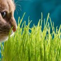 猫草を猫が食べる4つの理由とその必要性