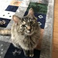 つい応えちゃう！猫の可愛すぎるおねだり仕草ベスト5