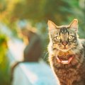 猫の『発情期』に見られる行動3つ！オスとメスで異なる発情行動や対処法