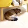 テーブルの下で眠る猫→ふと横を見てみると、もう１匹が…思わずほっこ…