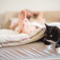 猫が寝ている人間の足を噛む4つのワケ