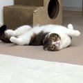 作業中のママにかまってほしい猫→場所やポーズを変えて…あまりにも可…