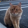 コンビニの駐車場で出会った猫を保護…少しずつ心を開いていく様子に「いい…