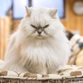 猫に『飼い主ウザい…』と思われてしまう3つのNG行為　猫にウンザリされた…