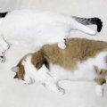 ホットカーペットに『5匹の猫』が集合した結果…「みんなダメになって…