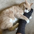 猫があなたに『猫キック』してくるときの気持ち4選　よく見られるシーンや…