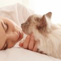 猫が『寝かせてくれない』時の理由4つ