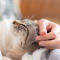 猫があなたに『撫でてください』とアピールしている仕草3つ　撫で方の…