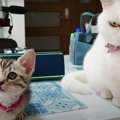 光のおもちゃに誘われて急接近！！先輩猫と新入り子猫の関係とは？