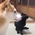 パパとママが帰ってくると、猫と柴犬が……あまりにも可愛すぎる『お出…
