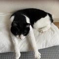 猫が急に態度を変えるワケ5選！嫌われてしまった可能性は？