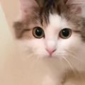 『飼い主が溺れている』と勘違いした猫が、まさかの行動に…感動的な光…