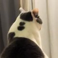 高い場所に座るボス猫→視線の先には『2匹の猫』が…まるで会議中のような光…