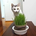 即効性がスゴイ！猫草食べて即リバースする猫さん！