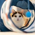 猫が『キャットトンネル』を好む理由3つ！遊び心を更にくすぐる形や素材と…