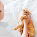 猫が飼い主を噛む4つの理由とその対処法