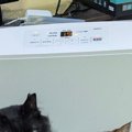 『部屋が暖まらない…』ヒーターの前を見ると→猫たちの可愛すぎる様子がSNS…