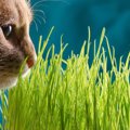 猫が欲しがる『猫草』の働き4つ　与える時の注意点と必要性は？