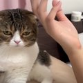 元気がない飼い主さんを心配そうに見つめる猫さん。最後は布団に侵入…