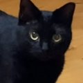 飼い主さんに『名前を呼ばれた黒猫』→次の瞬間…可愛すぎる『お返事』に悶…