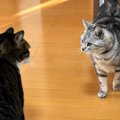 キッチンで目が合った2匹の猫→次の瞬間……思わず笑う『可愛すぎる行動…