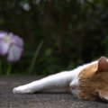 猫の死期が近い12のサイン