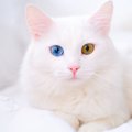 一緒に暮らすと縁起がいい？『福を呼ぶ猫』の体の特徴4選とそう言われ…