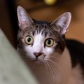 猫を驚かせてしまう『危険なアイテム』4つ！使用時はどう気を付けるべき？